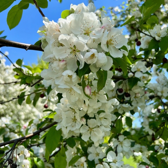 Meet your Posher, Nancy - Picture 1 of 1